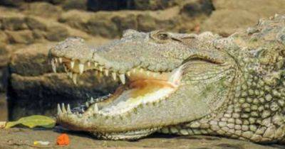 Крокодилы в Индии спасли собаку от нападения дикой стаи: мнения ученых разделились, что это значит (фото) - focus.ua - Украина - Индия