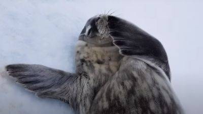Украинские полярники показали милого детеныша тюленя и просят помочь придумать ему имя. Фото - hyser.com.ua - Украина - Антарктида - станция Академик Вернадский