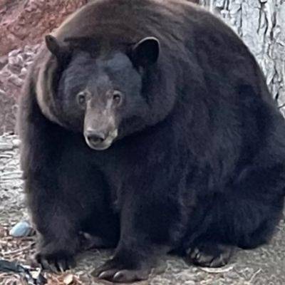 Медведицу-взломщицу, которая ограбила более 20 домов, поймали в США - objectiv.tv - США - шт. Колорадо - шт. Калифорния