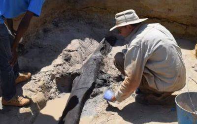 В Африке археологи нашли деревянную конструкцию, которой почти 500 тыс. лет - korrespondent.net - Украина - Варшава - Танзания - Замбия