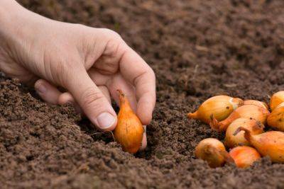 Как посадить лук на зиму – советы огородников - apostrophe.ua - Украина
