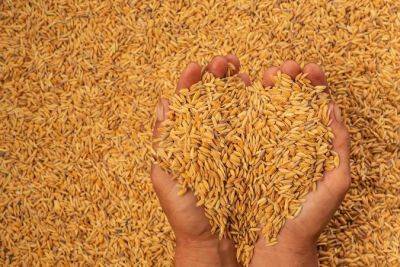 Крупнейший в Африке импортер зерна отказался покупать пшеницу в России — Bloomberg - minfin.com.ua - Москва - Россия - Украина - Швейцария - Египет - Франция - Болгария