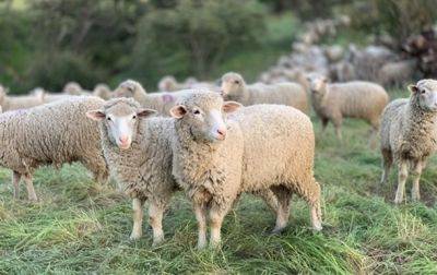 В Украину ограничен ввоз овец и коз из Болгарии - korrespondent.net - Украина - Болгария