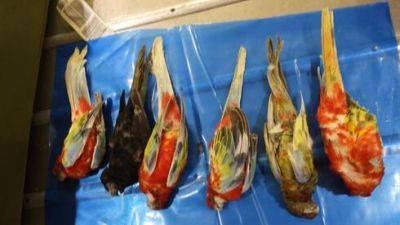 Израильтянин вез в чемодане 12 редких попугаев: половина умерли - vesty.co.il - Бельгия - Израиль - Венгрия