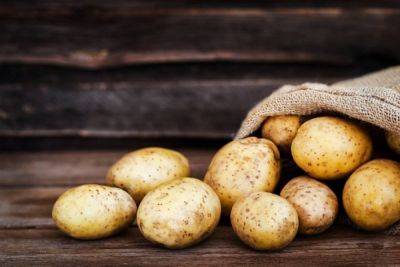 Уборка картофеля – как правильно хранить урожай – полезные советы - apostrophe.ua - Украина