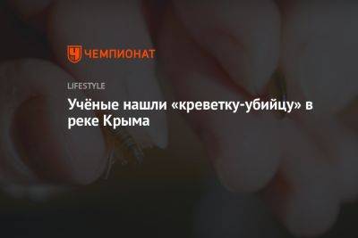 Учёные нашли «креветку-убийцу» в реке Крыма - championat.com - Крым - Симферополь