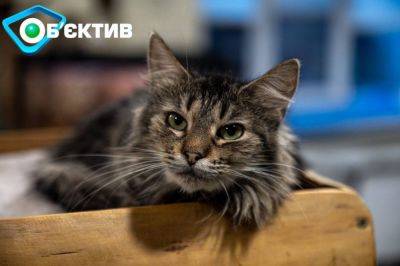Им нужно общение с людьми: в Харькове есть контактный центр с котами из фронта - objectiv.tv - Харьков