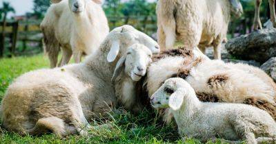 Могут быть опасны: овцы вторглись в теплицу и съели более 270 кг каннабиса - focus.ua - Украина - Греция