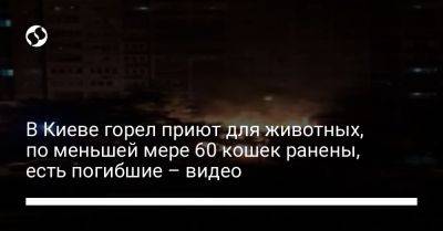 В Киеве горел приют для животных, по меньшей мере 60 кошек ранены, есть погибшие – видео - liga.net - Украина - Киев - район Голосеевский, Киев