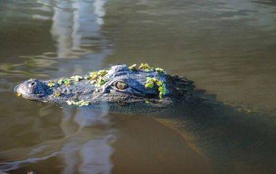 Во Флориде поймали аллигатора с человеческими останками в пасти - korrespondent.net - США - Украина - Индия - шт.Флорида