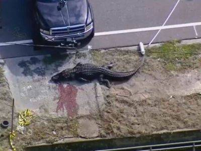 В США поймали аллигатора с человеческими останками в пасти - unn.com.ua - США - Украина - Киев - шт.Флорида