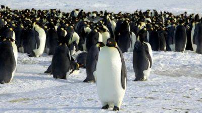 Пингвинам в Антарктиде грозит вымирание от птичьего гриппа - svoboda.org - Англия - Антарктида - Чили