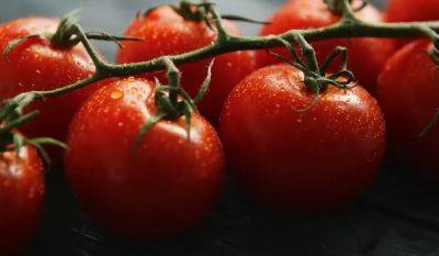 Обеспечите себя шикарным урожаем: как правильно собрать семена помидоров - ukrainianwall.com - Украина