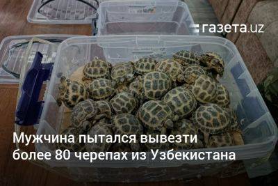 Мужчина пытался вывезти более 80 черепах из Узбекистана - gazeta.uz - Узбекистан