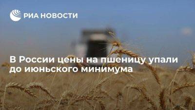 "Совэкон": в России цены на пшеницу упали до июньского минимума - smartmoney.one - Россия