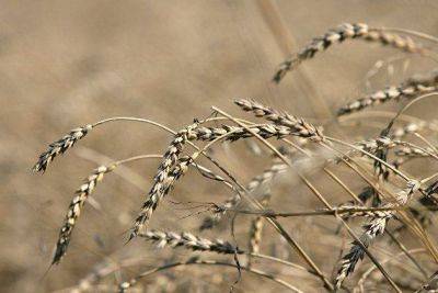 "Совэкон": цены на пшеницу упали до июньского минимума на фоне снижения спроса - smartmoney.one - Москва - Россия