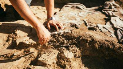 В США женщина случайно нашла кости динозавров - видео - apostrophe.ua - США - state Texas - Украина - Техас - USA - Находки