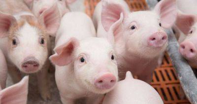 Свиноводство ЕС переориентируется на внутренний рынок - produkt.by - Китай - Белоруссия - Ес