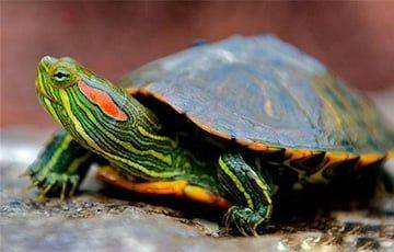 Красноухие черепахи захватывают водоемы Гродно - charter97.org - Белоруссия