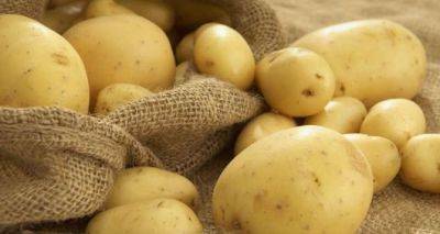 Как правильно хранить картофель, чтобы не отравиться - cxid.info