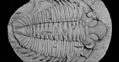 Последняя трапеза. Ученые поняли, чем питались древние трилобиты, жившие на Земле 465 млн лет назад - focus.ua - Украина - Чехия
