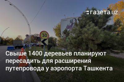 Расул Кушербаев - Свыше 1400 деревьев планируют пересадить для расширения путепровода у аэропорта Ташкента - gazeta.uz - Узбекистан - Ташкент - Экология