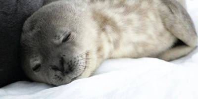 Было более 200 вариантов. Украинские полярники выбрали имя для новорожденного тюлененка - nv.ua - Украина - Антарктида