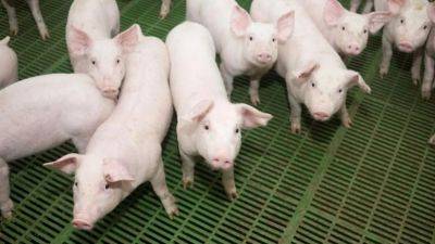 Китай отменил запрет на ввоз российской свинины, введенный 15 лет назад - obzor.lt - Россия - Китай