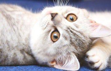 Зоопсихологи развенчали популярные мифы о кошках - charter97.org - Белоруссия
