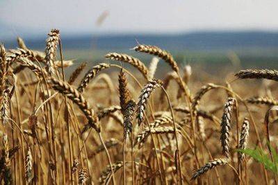 Пошлина на экспорт пшеницы с 4 октября вырастет до 4564,6 рубля за тонну - smartmoney.one - Москва - Россия