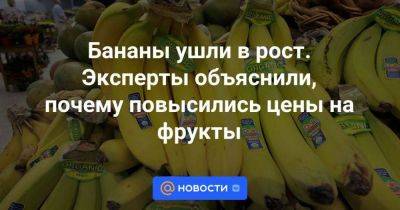 Бананы ушли в рост. Эксперты объяснили, почему повысились цены на фрукты - smartmoney.one - Россия - Эквадор