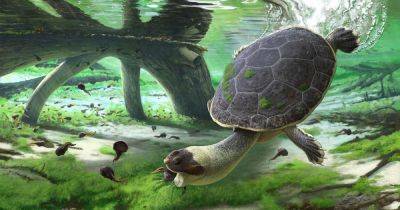 Родственница современной Тортилы: ученые нашли ДНК в останках черепахи, которой 6 млн лет (фото) - focus.ua - Украина - Польша - Панама - Богота