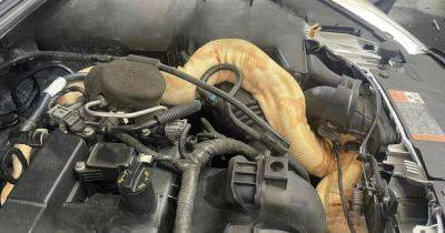 Ford Focus - Ford - Жуткая находка: на СТО под капотом Ford обнаружили редкую змею (видео) - focus.ua - Украина - New York - USA - шт.Северная Каролина