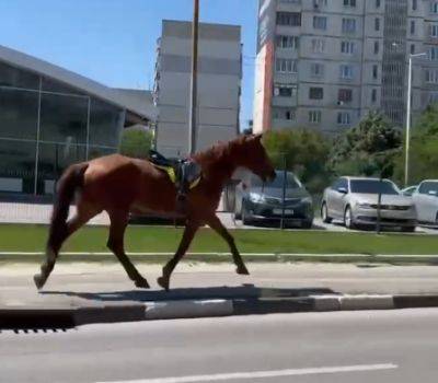 Харьковчане просят запретить конные прогулки по городу - objectiv.tv - Харьков