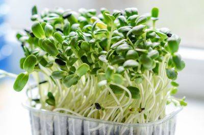Как выращивать микрозелень в домашних условиях – растения для микрозелени и способы выращивания - apostrophe.ua - Украина
