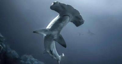 Последние штрихи: ученые запечатлели момент формирования молота у вымирающей акулы (видео) - focus.ua - Украина