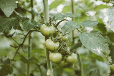 Зеленые помидоры на огороде - как сделать их красными быстро - полезные советы - apostrophe.ua - Украина