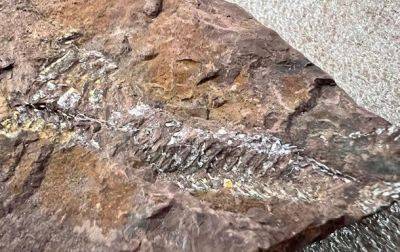 Таможенники изъяли камни возрастом 407 миллионов лет - korrespondent.net - США - Украина - Киев - Хмельницкая обл.
