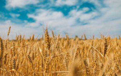 В РФ заявили о рекордном экспорте зерна в августе - korrespondent.net - Россия - Украина - Египет - Турция - Алжир - Алжирская Народная Демократическая Республика - Кения - Бангладеш