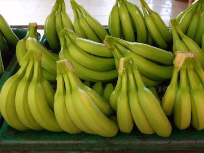 Полиция Эквадора обнаружила тонну кокаина в грузе с бананами, который направлялся в Германию - unn.com.ua - США - Украина - Киев - Италия - Колумбия - Германия - Боливия - Эквадор - Гуаякиль