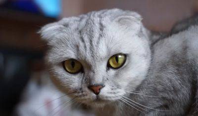 Вы сами делаете вашу кошку несчастной: какие действия человека безумно раздражают кошачьих - ukrainianwall.com - Украина
