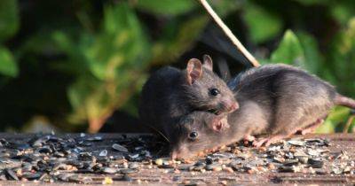Возбудили по щелчку пальцев. Ученые смогли управлять желанием размножаться у мышей - focus.ua - Украина