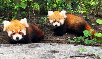 В чешском зоопарке родились две красные панды: видео - vinegret.cz - Чехия