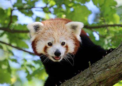 Из чешского зоопарка сбежала красная панда - vinegret.cz - Чехия - Пльзень