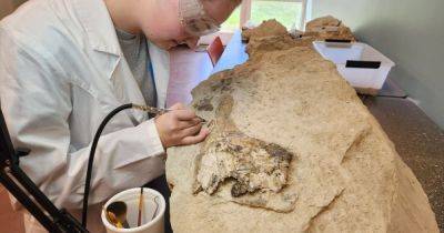 Место древней битвы. На ферме Алабамы нашли череп кита возрастом 34 млн лет (фото) - focus.ua - США - Украина - штат Алабама