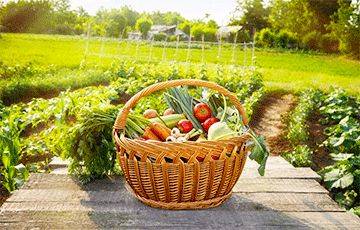 Что нужно сажать после картофеля, помидоров и огурцов: урожай станет гигантским - charter97.org - Белоруссия