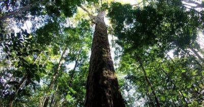 Самое высокое дерево на Земле. Ученые рассказали, на сколько оно еще может вырасти - focus.ua - США - Украина - Нью-Йорк - шт. Калифорния