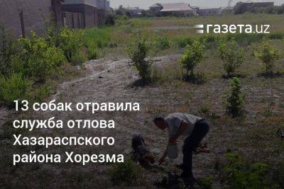 13 собак отравила служба отлова Хазараспского района Хорезма - gazeta.uz - Узбекистан