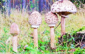 Климатологи рассказали, на какие грибы придется переключиться белорусам - charter97.org - Белоруссия - Польша