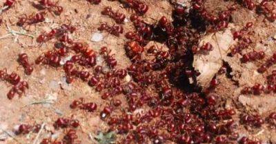 Армия из сотен миллионов муравьев захватила пляжи Франции (видео) - focus.ua - Украина - Швейцария - Италия - Франция - Голландия - Гомель - Европа